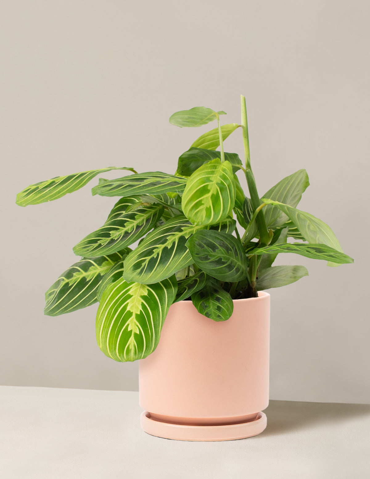 Lemon Lime Dua Çiçeği (Maranta leuconeura 'Lemon Lime')