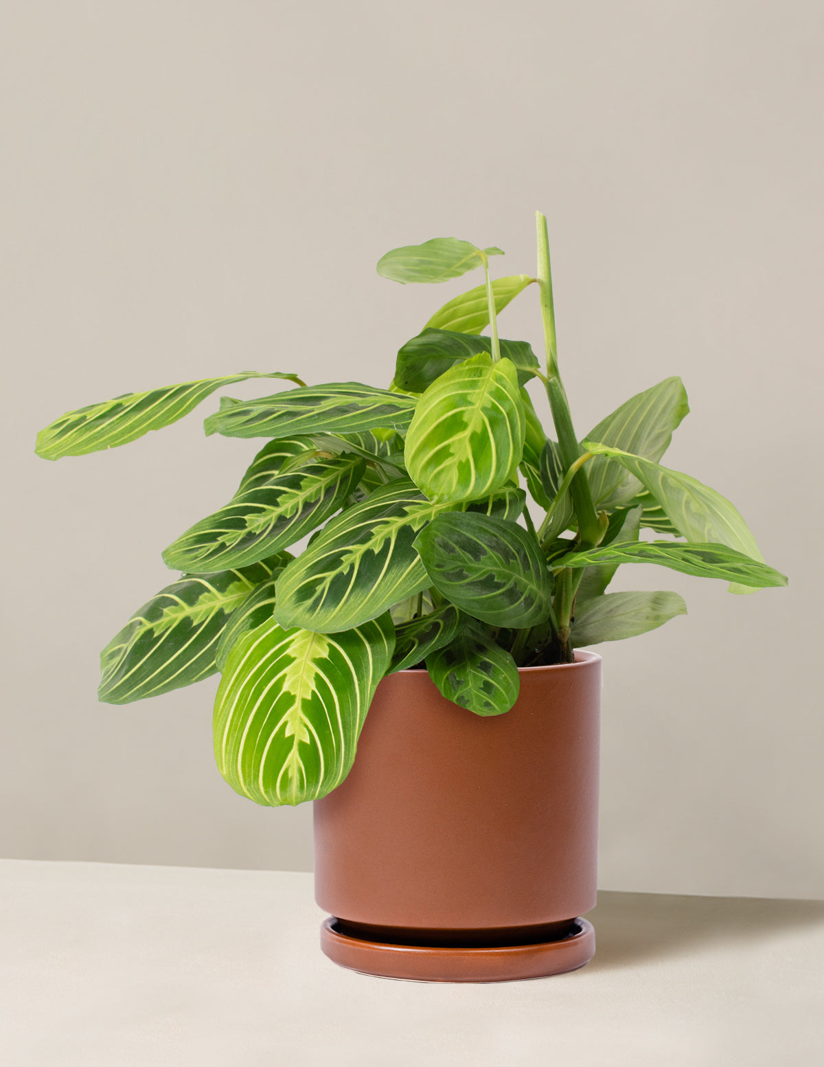 Lemon Lime Dua Çiçeği (Maranta leuconeura 'Lemon Lime')