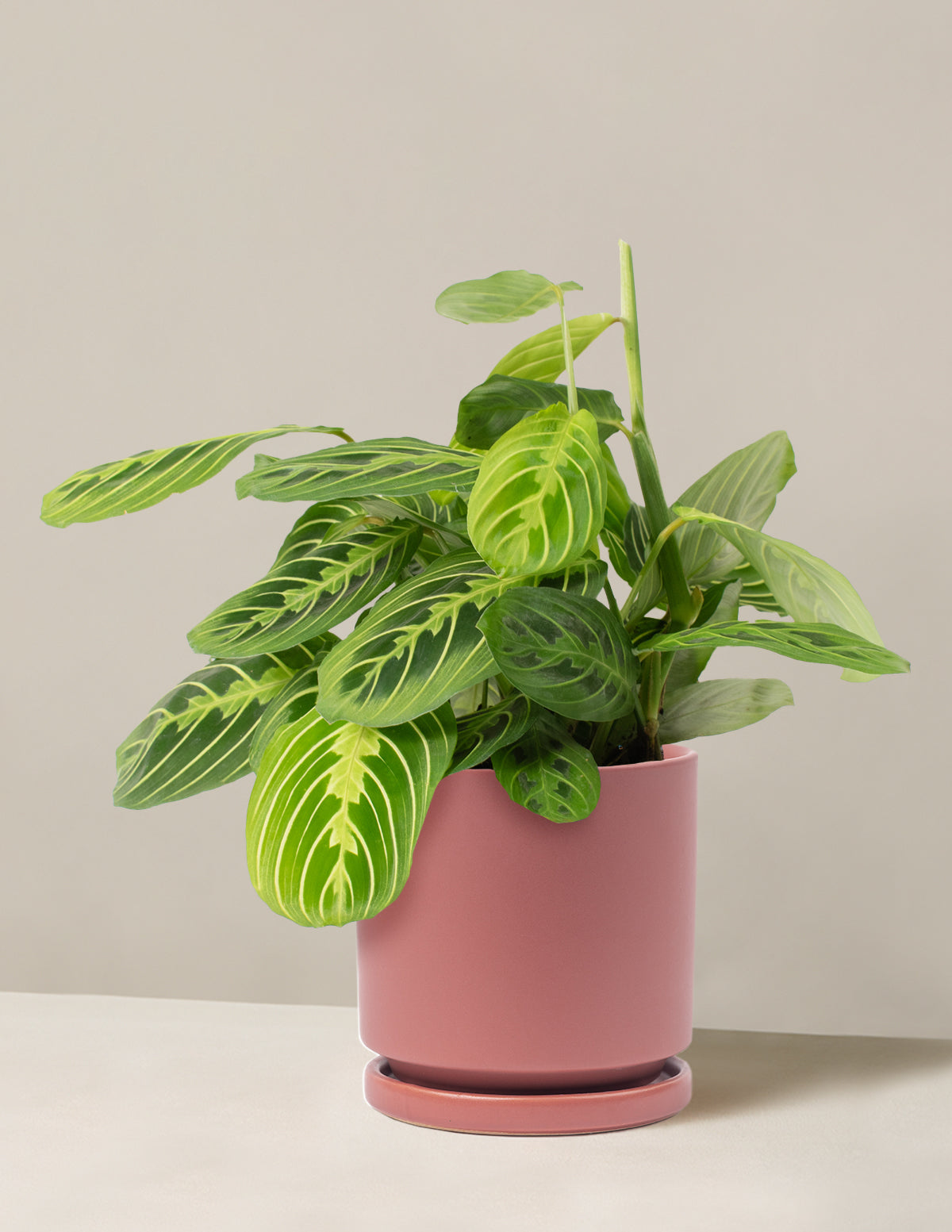 Lemon Lime Dua Çiçeği (Maranta leuconeura 'Lemon Lime')