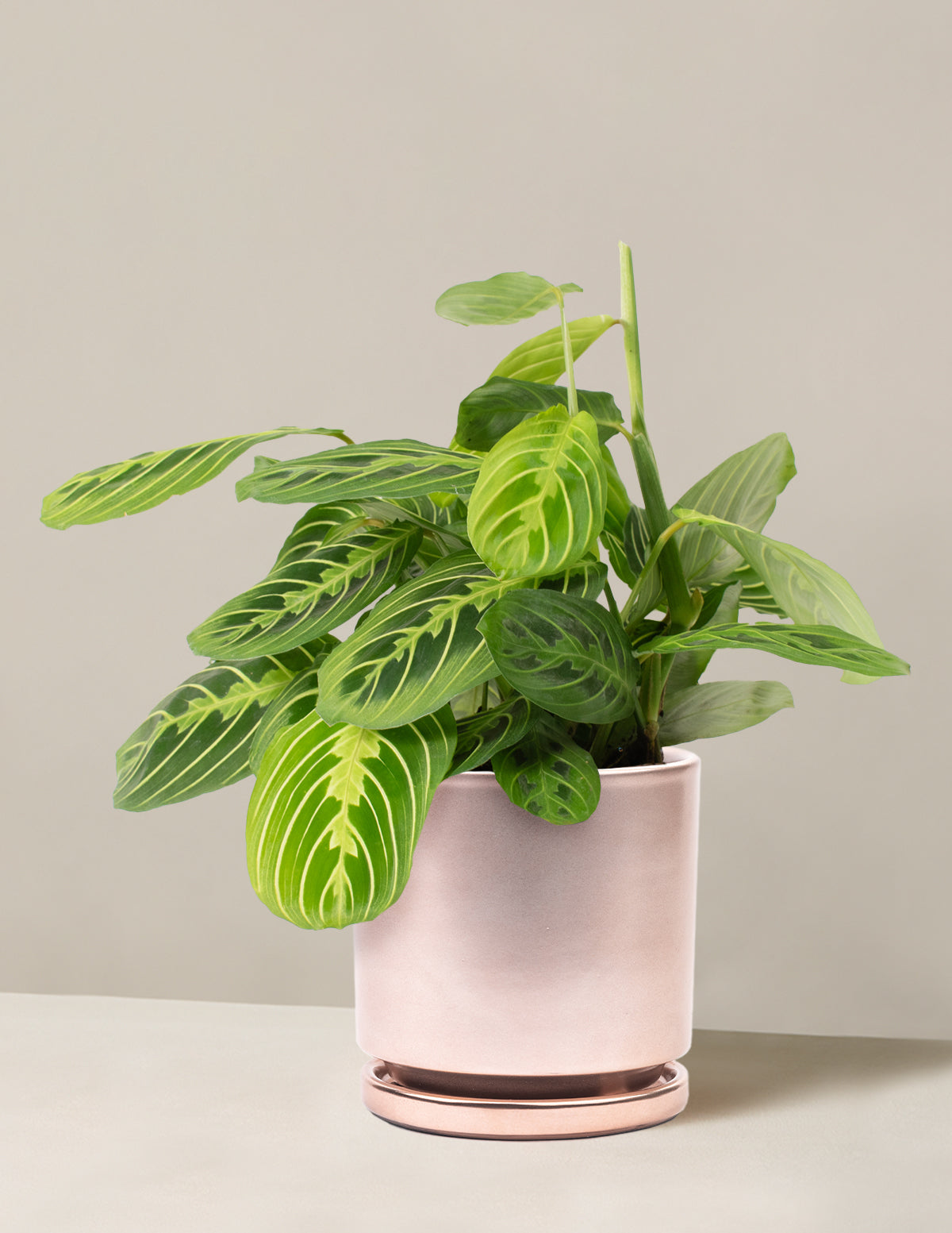 Lemon Lime Dua Çiçeği (Maranta leuconeura 'Lemon Lime')