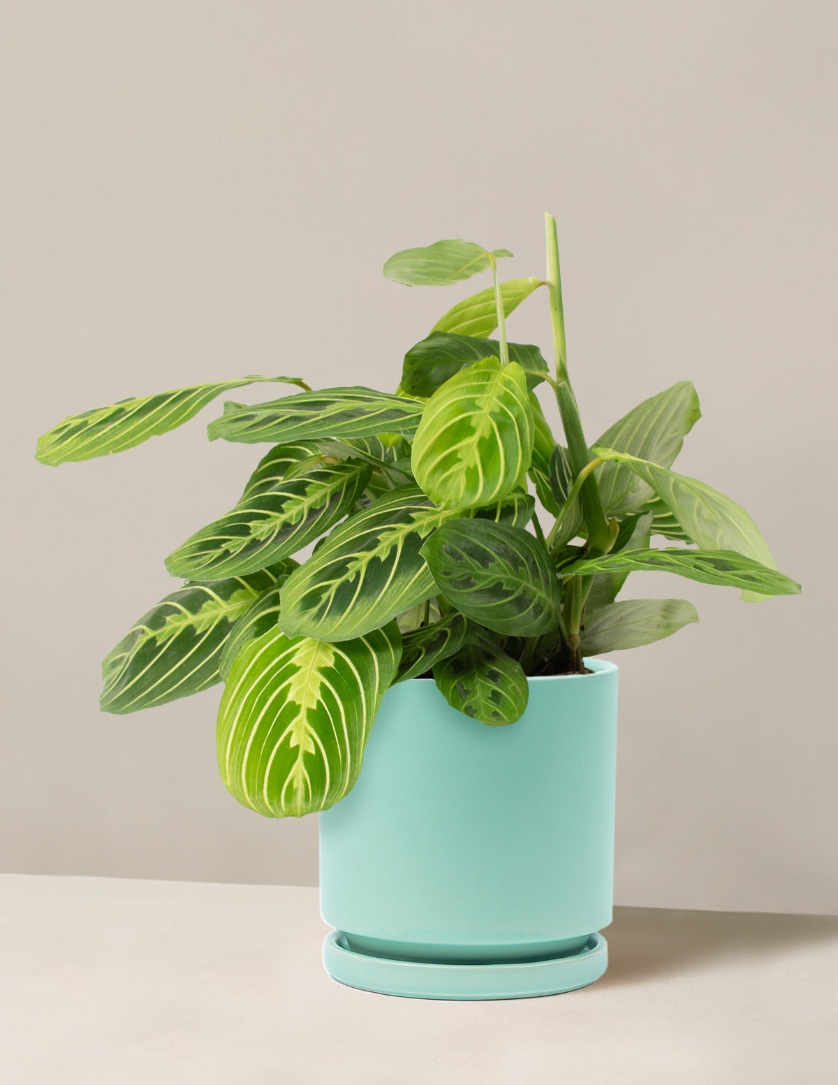 Lemon Lime Dua Çiçeği (Maranta leuconeura 'Lemon Lime')