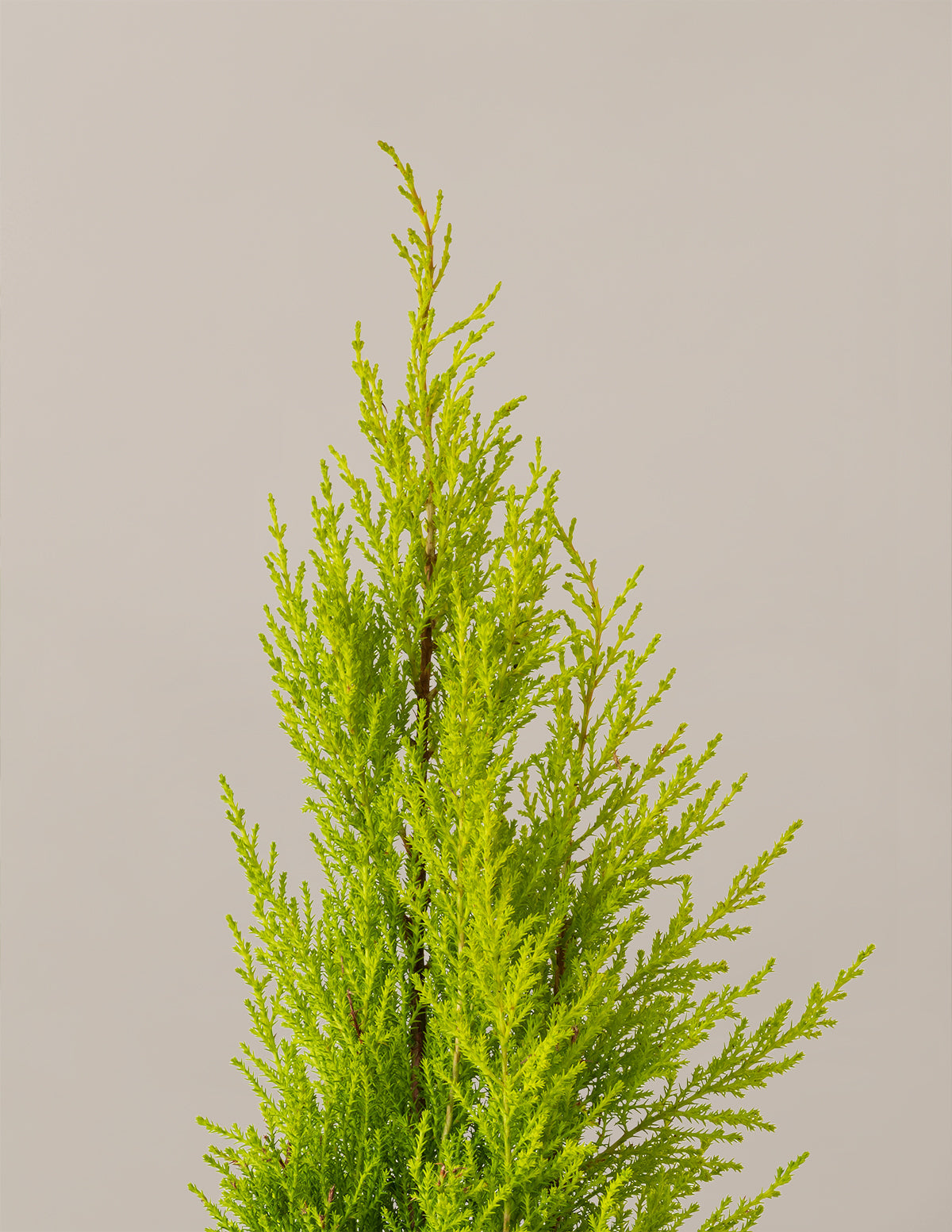 Wilma Goldcrest Limon Servi