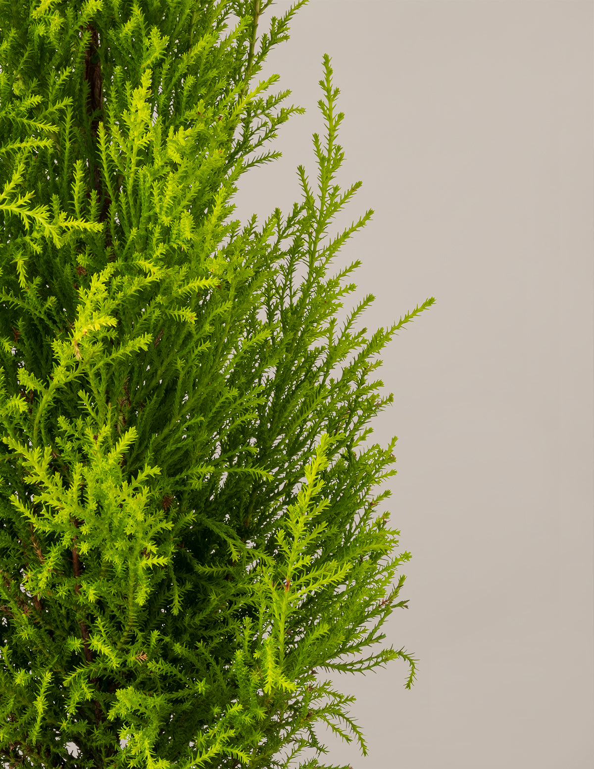 Wilma Goldcrest Limon Servi