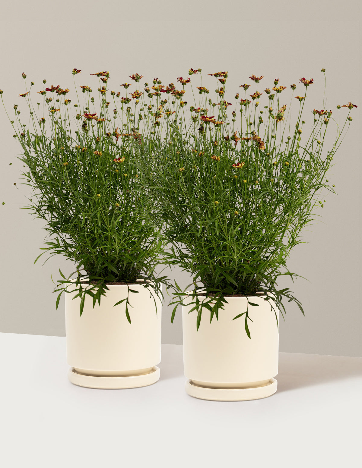 Li'l Bang™ Red Elf Coreopsis (Tırtıl Otu)