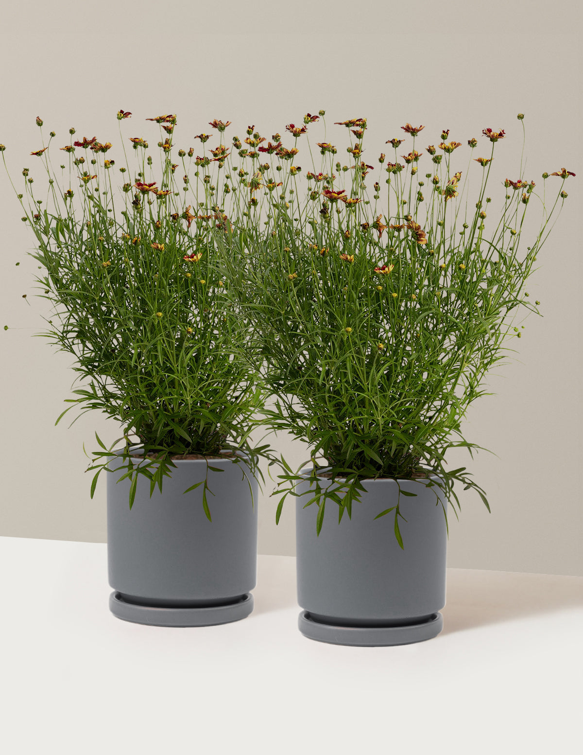 Li'l Bang™ Red Elf Coreopsis (Tırtıl Otu)