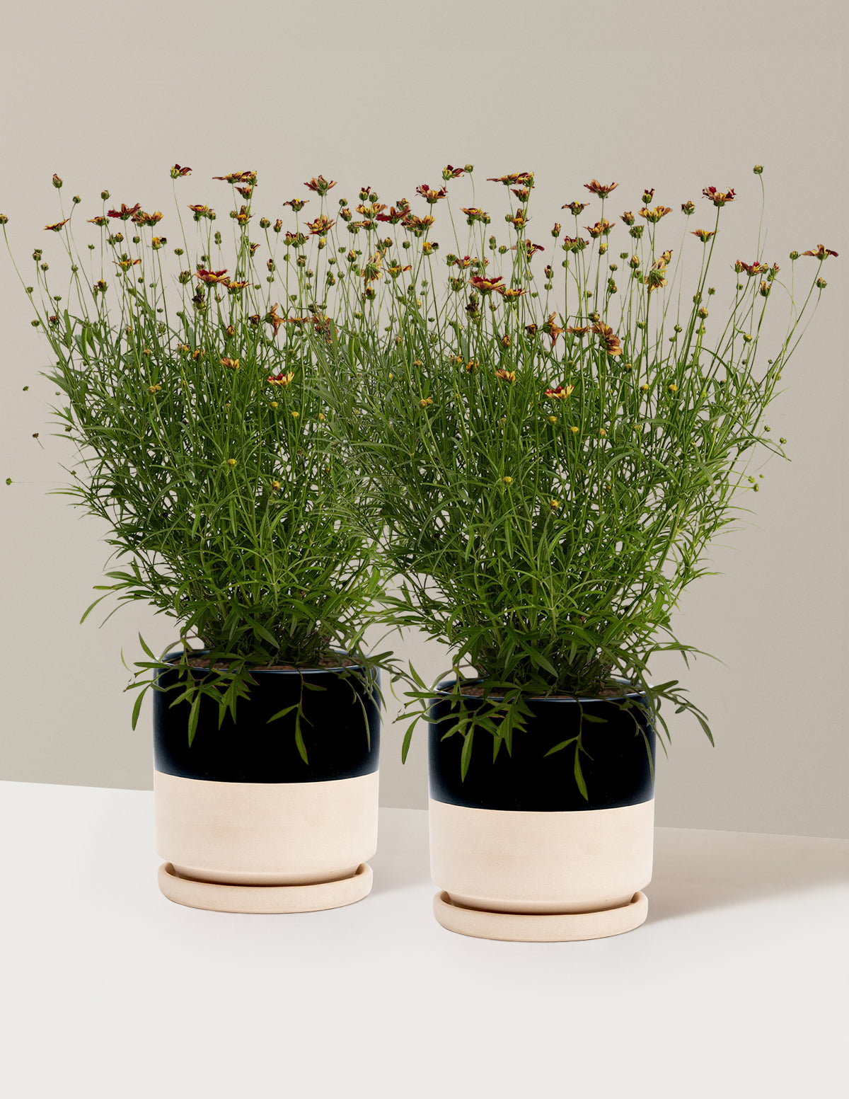 Li'l Bang™ Red Elf Coreopsis (Tırtıl Otu)