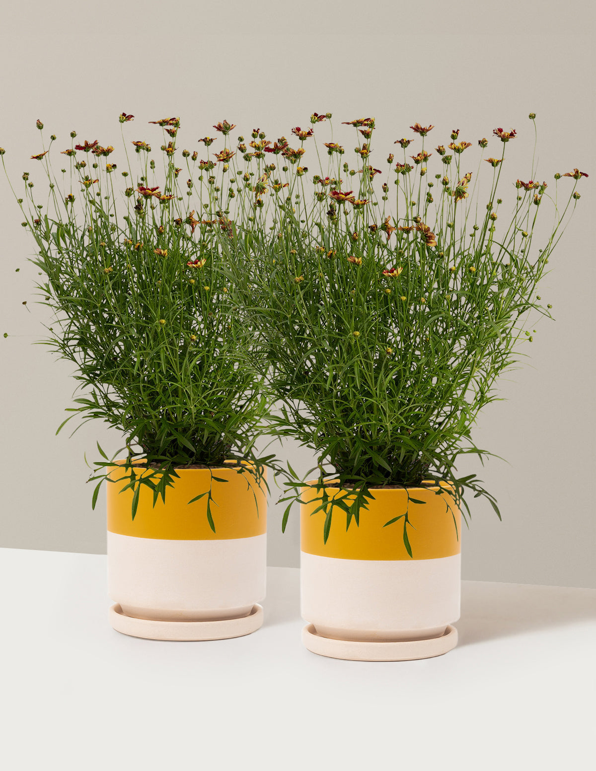 Li'l Bang™ Red Elf Coreopsis (Tırtıl Otu)