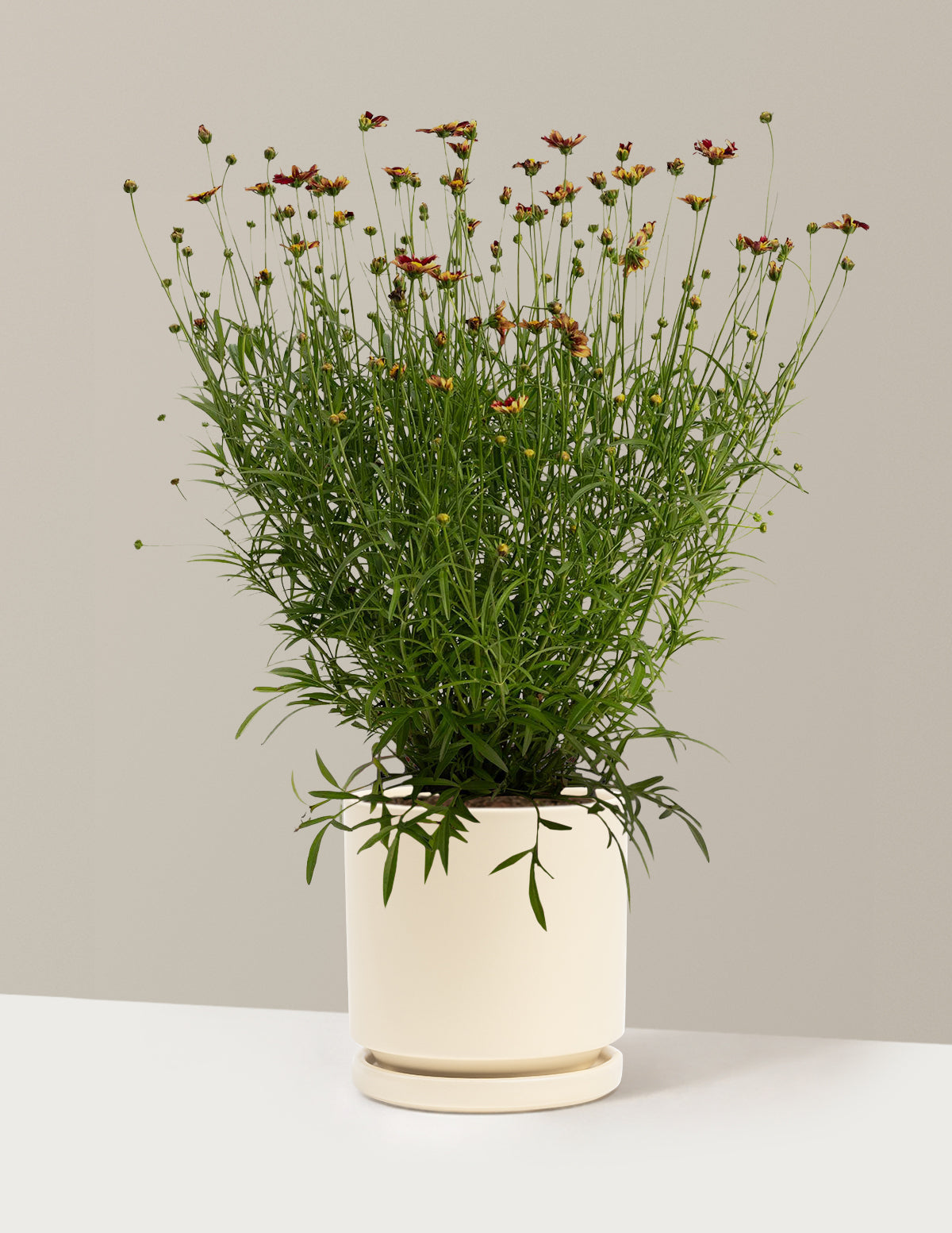 Li'l Bang™ Red Elf Coreopsis (Tırtıl Otu)