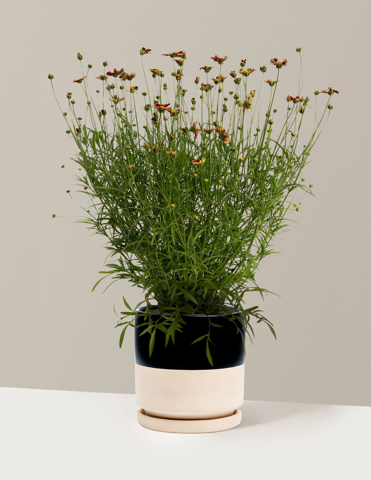 Li'l Bang™ Red Elf Coreopsis (Tırtıl Otu)
