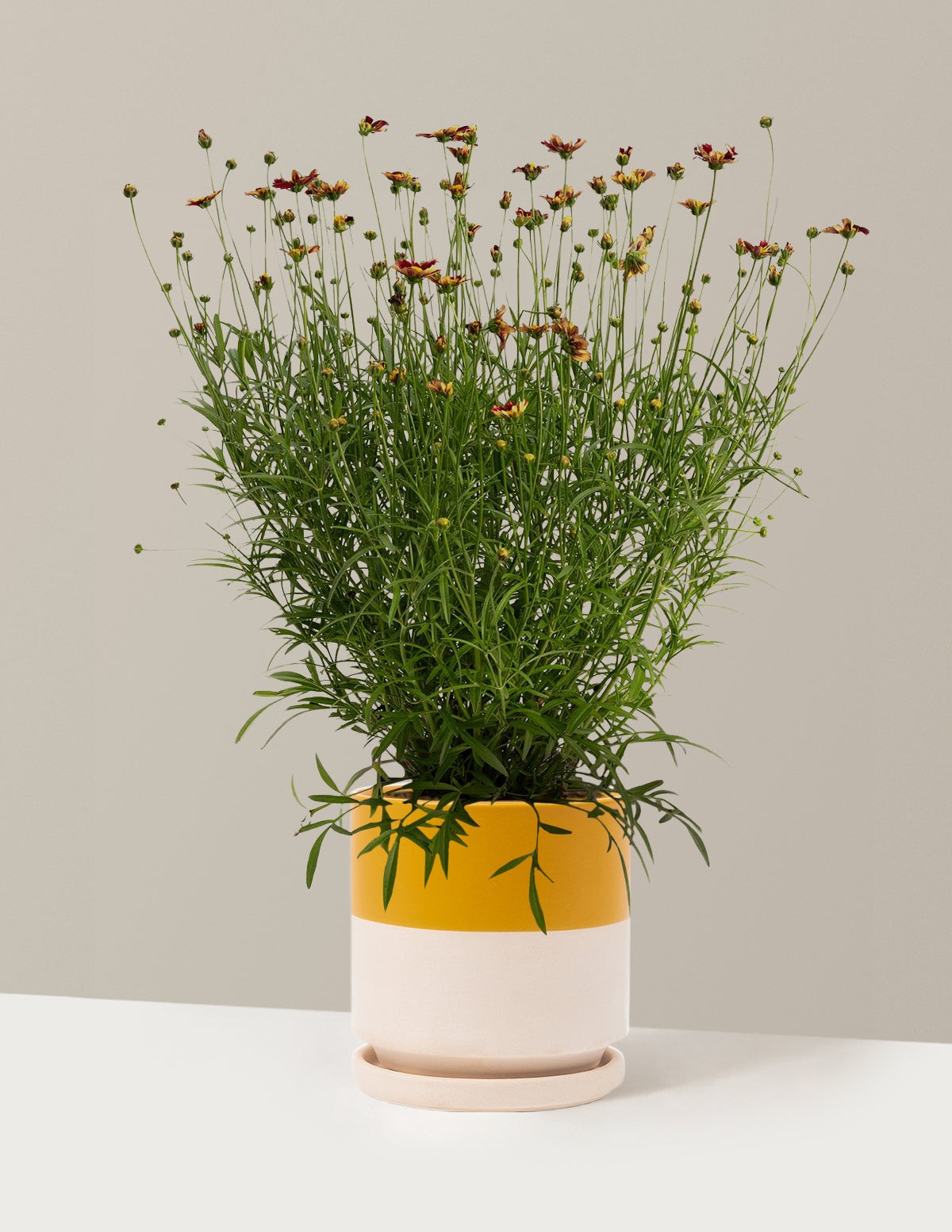 Li'l Bang™ Red Elf Coreopsis (Tırtıl Otu)