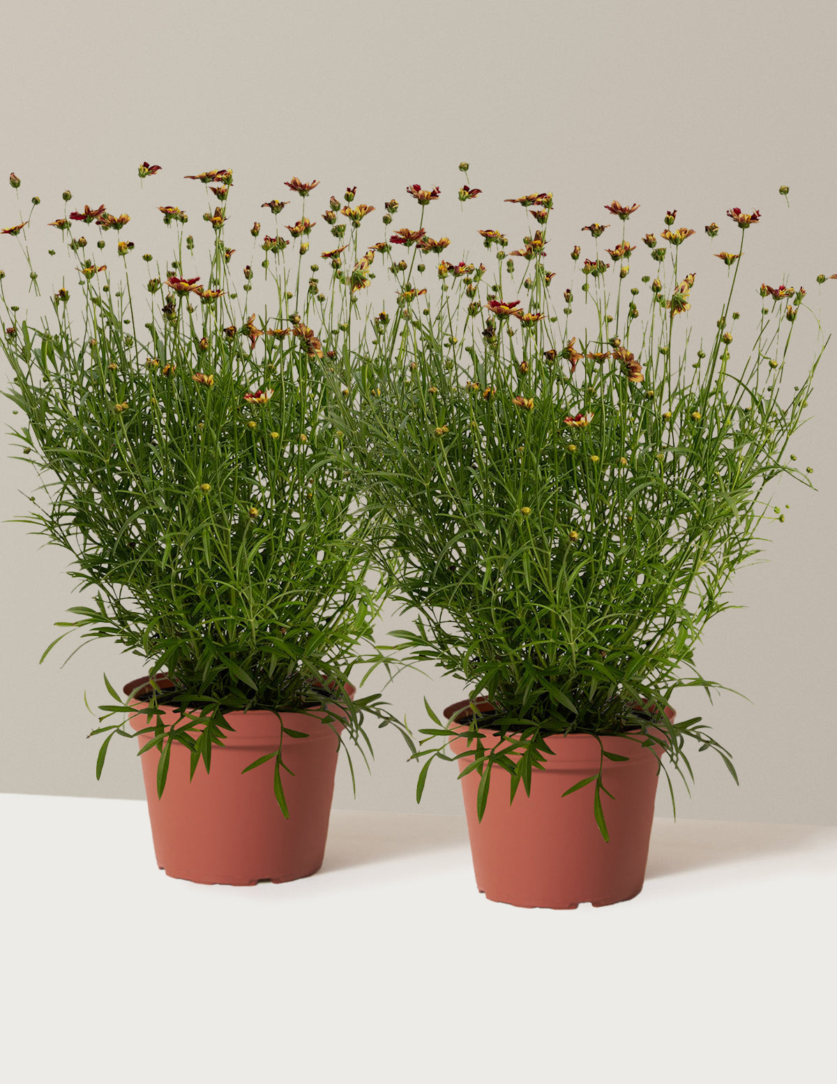 Li'l Bang™ Red Elf Coreopsis (Tırtıl Otu)