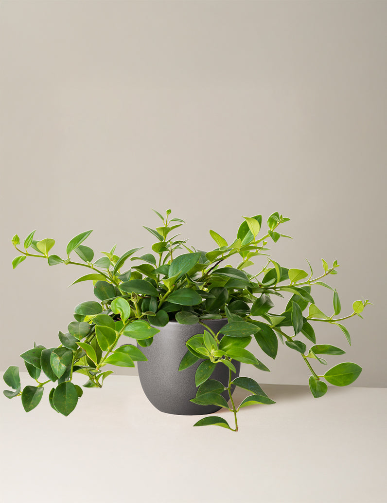 Lipstick Plant (Ruj Çiçeği)