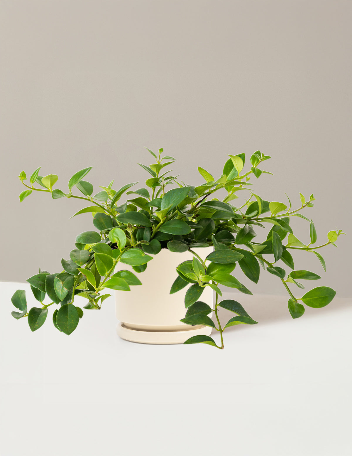 Lipstick Plant (Ruj Çiçeği)