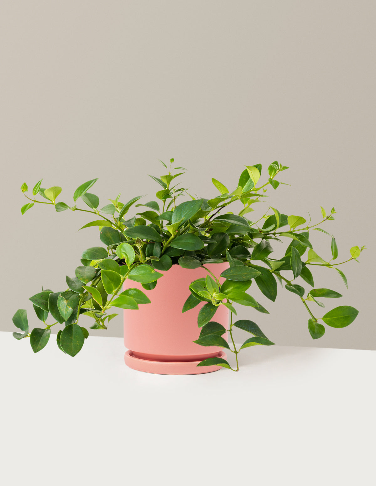 Lipstick Plant (Ruj Çiçeği)