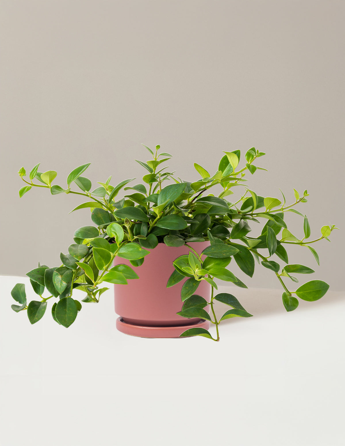 Lipstick Plant (Ruj Çiçeği)