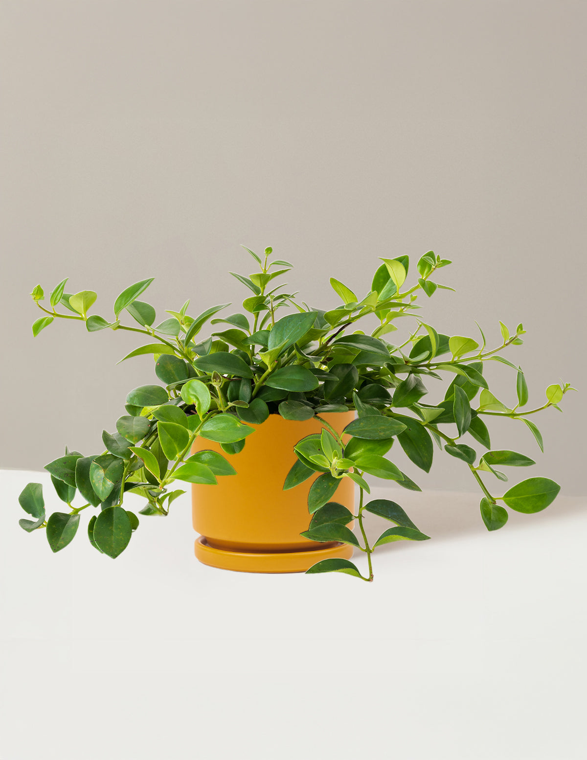 Lipstick Plant (Ruj Çiçeği)