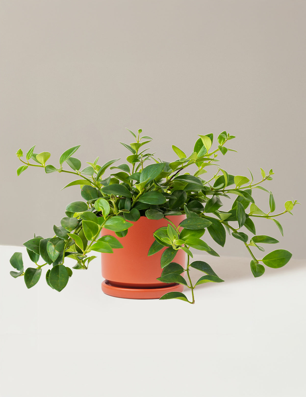 Lipstick Plant (Ruj Çiçeği)