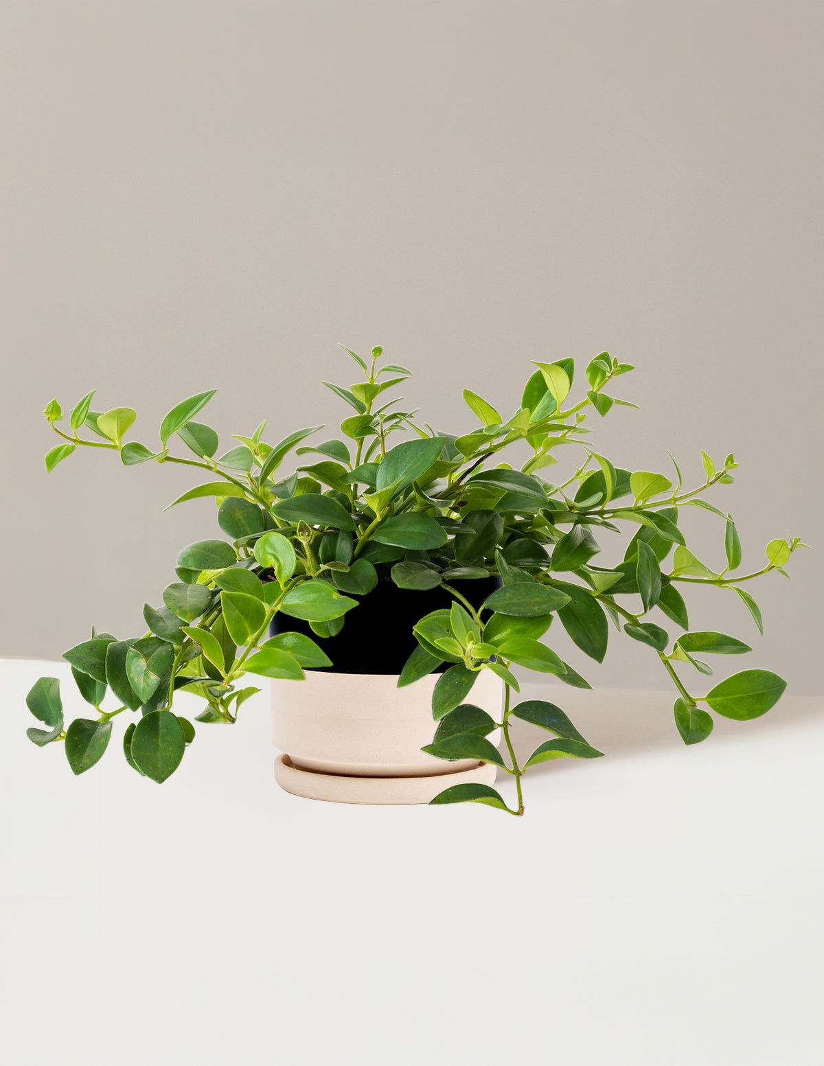 Lipstick Plant (Ruj Çiçeği)
