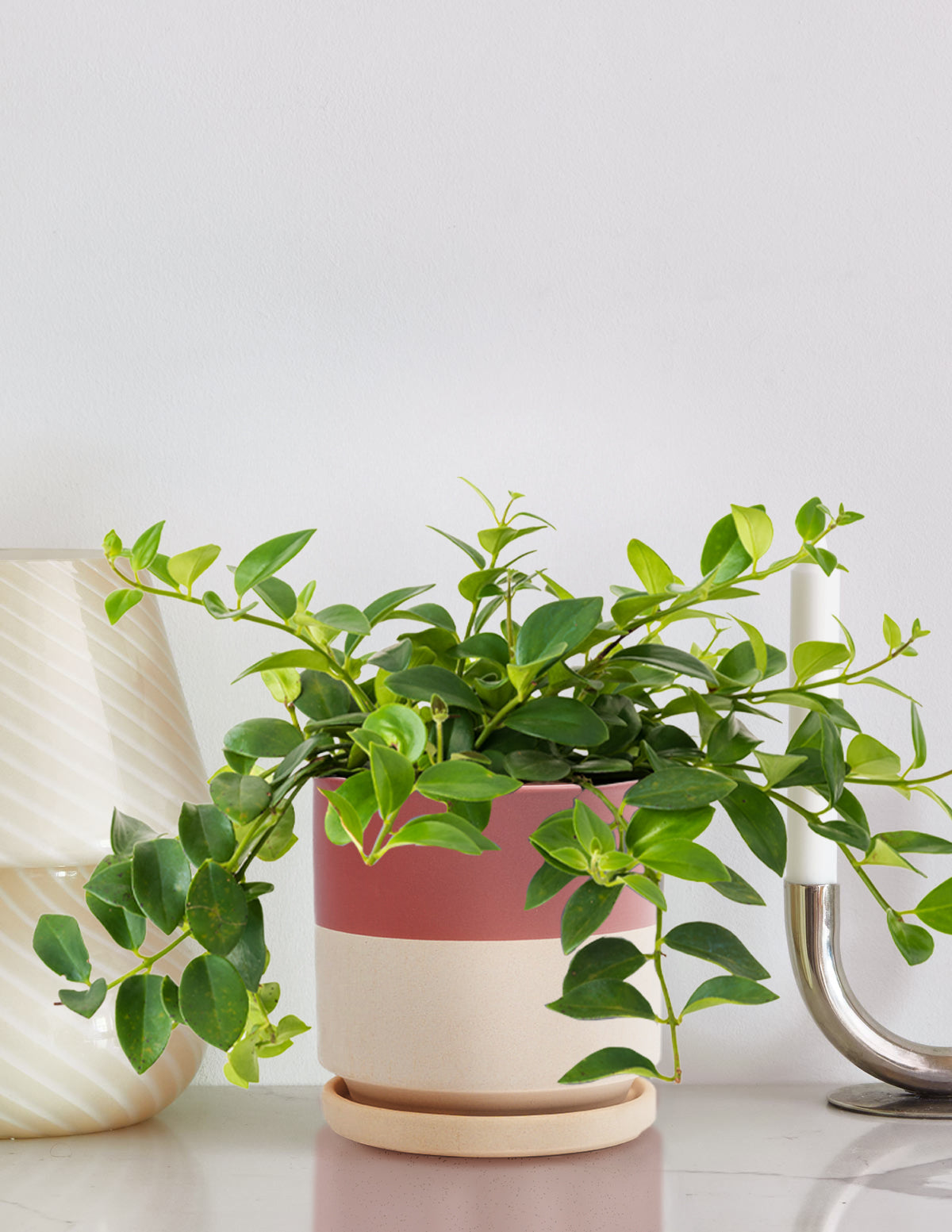Lipstick Plant (Ruj Çiçeği)