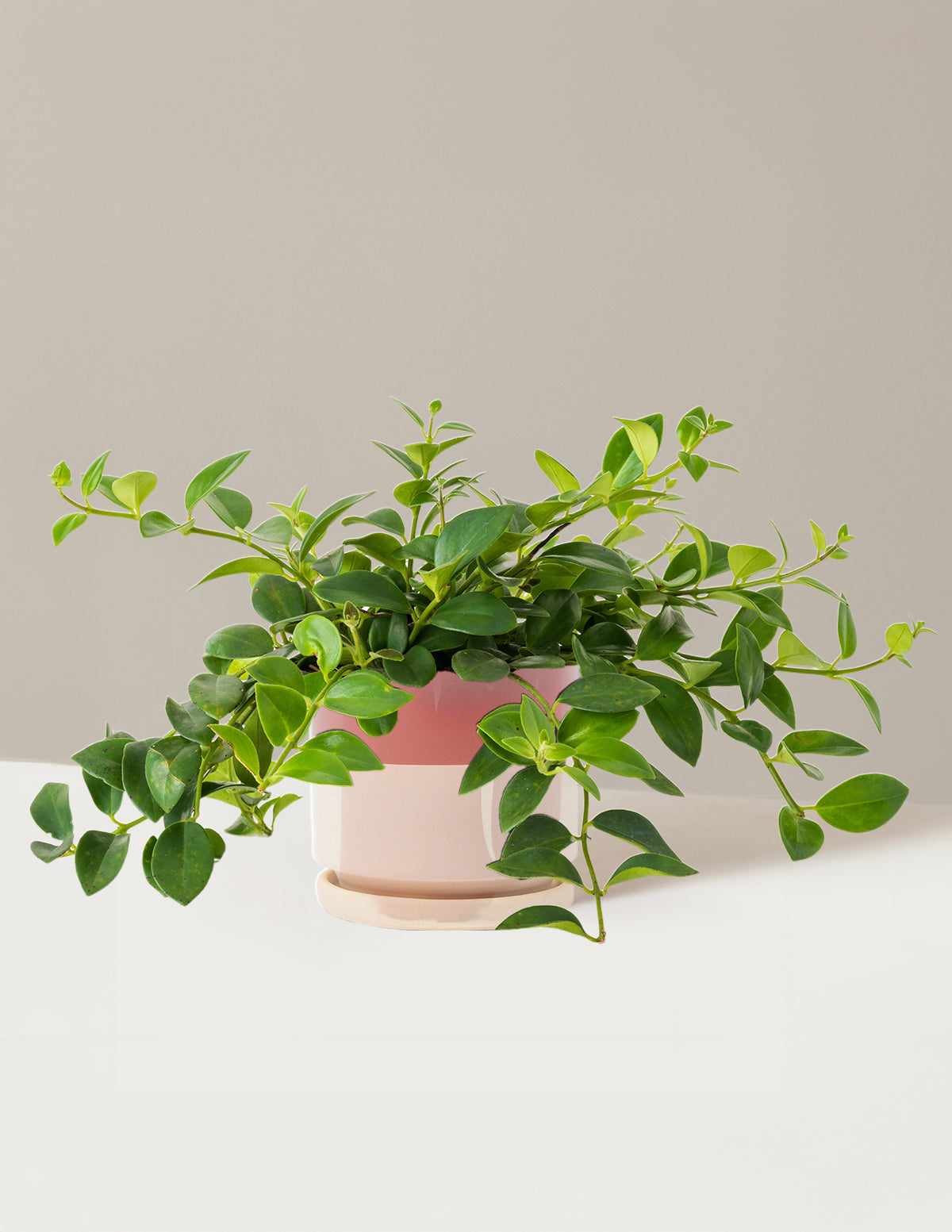 Lipstick Plant (Ruj Çiçeği)