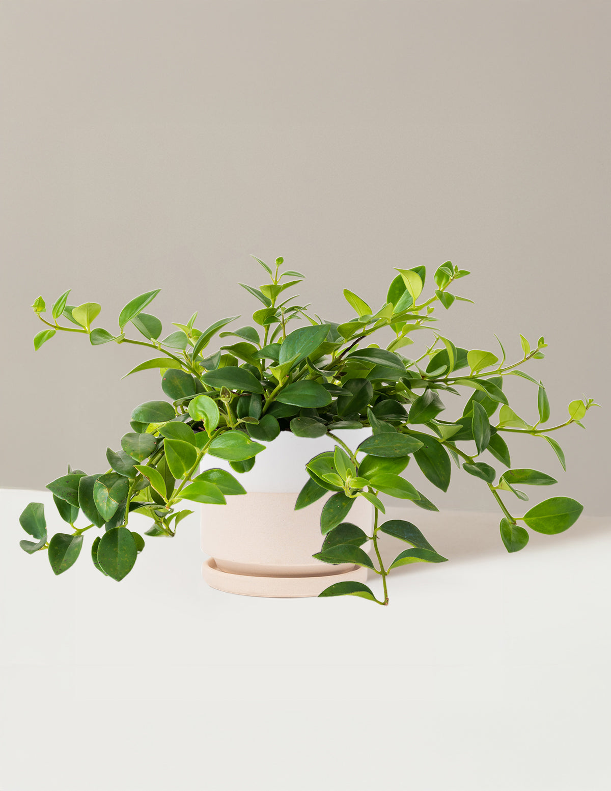 Lipstick Plant (Ruj Çiçeği)