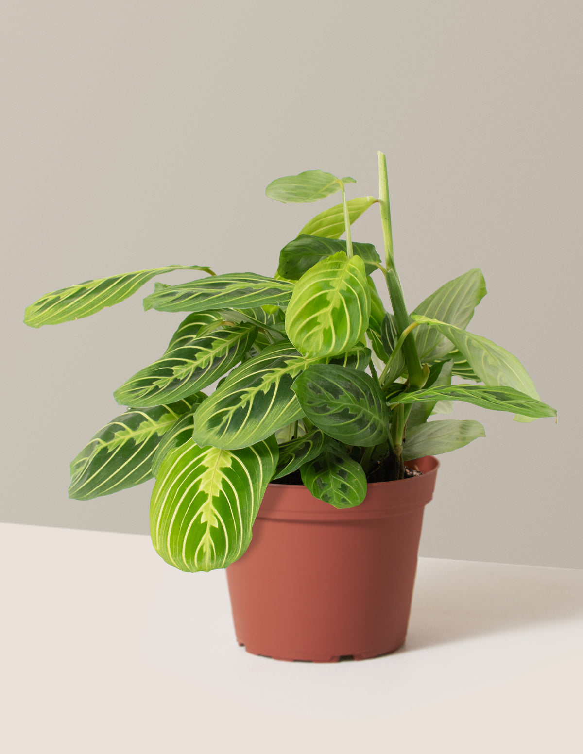 Lemon Lime Dua Çiçeği (Maranta leuconeura 'Lemon Lime')