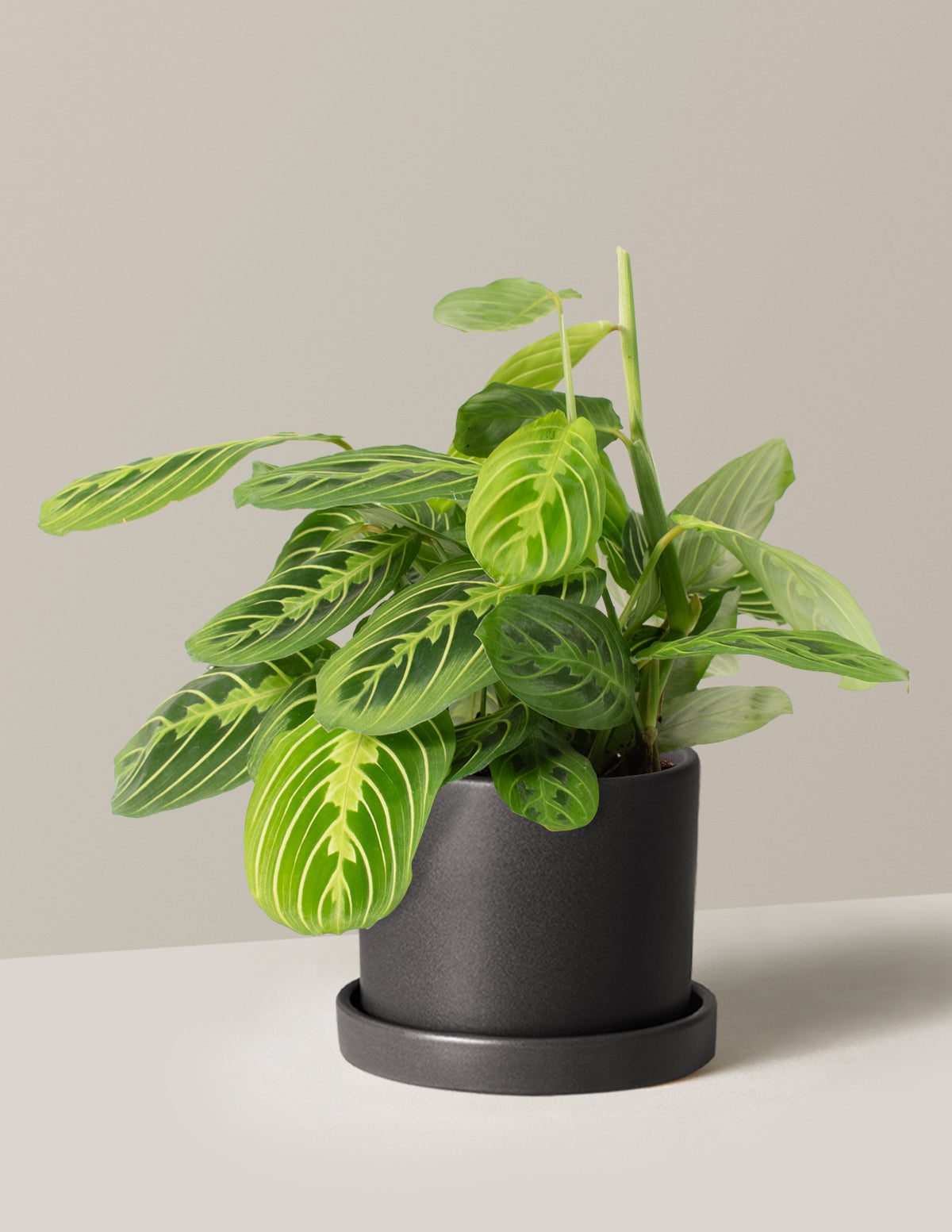 Lemon Lime Dua Çiçeği (Maranta leuconeura 'Lemon Lime')