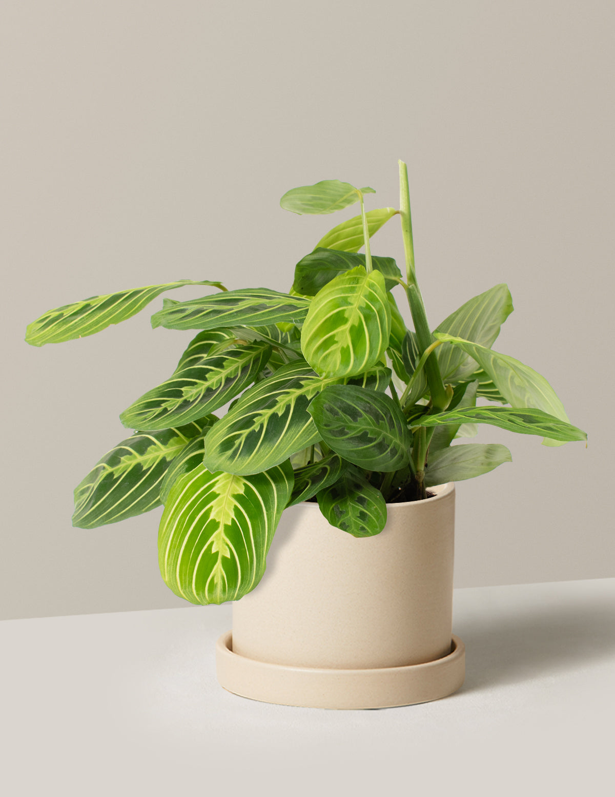 Lemon Lime Dua Çiçeği (Maranta leuconeura 'Lemon Lime')
