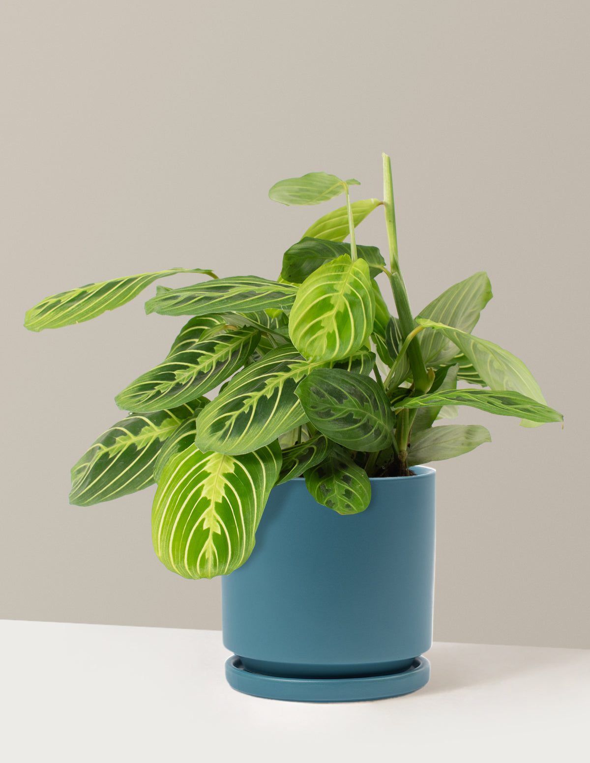 Lemon Lime Dua Çiçeği (Maranta leuconeura 'Lemon Lime')
