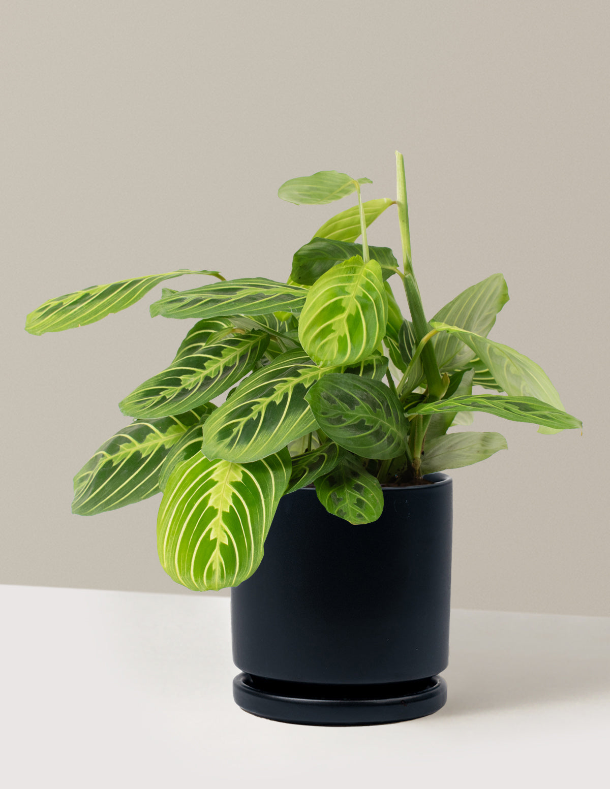 Lemon Lime Dua Çiçeği (Maranta leuconeura 'Lemon Lime')