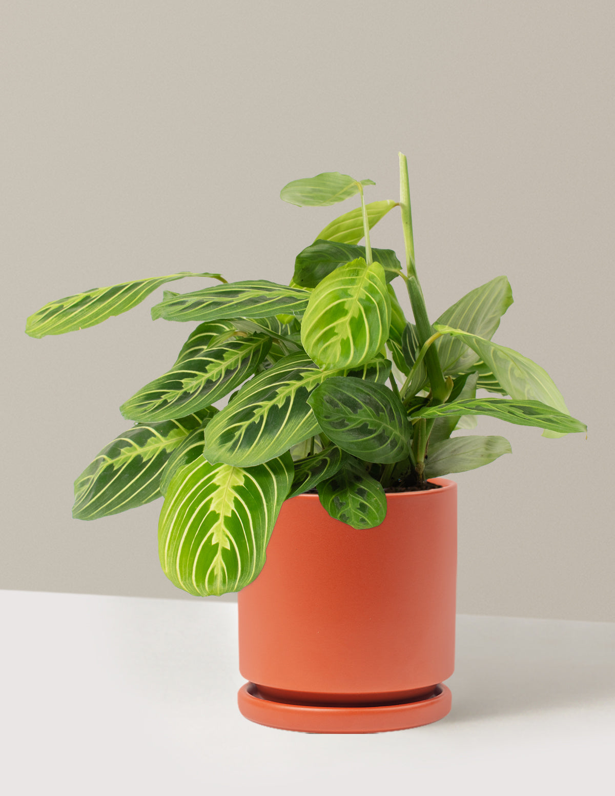 Lemon Lime Dua Çiçeği (Maranta leuconeura 'Lemon Lime')