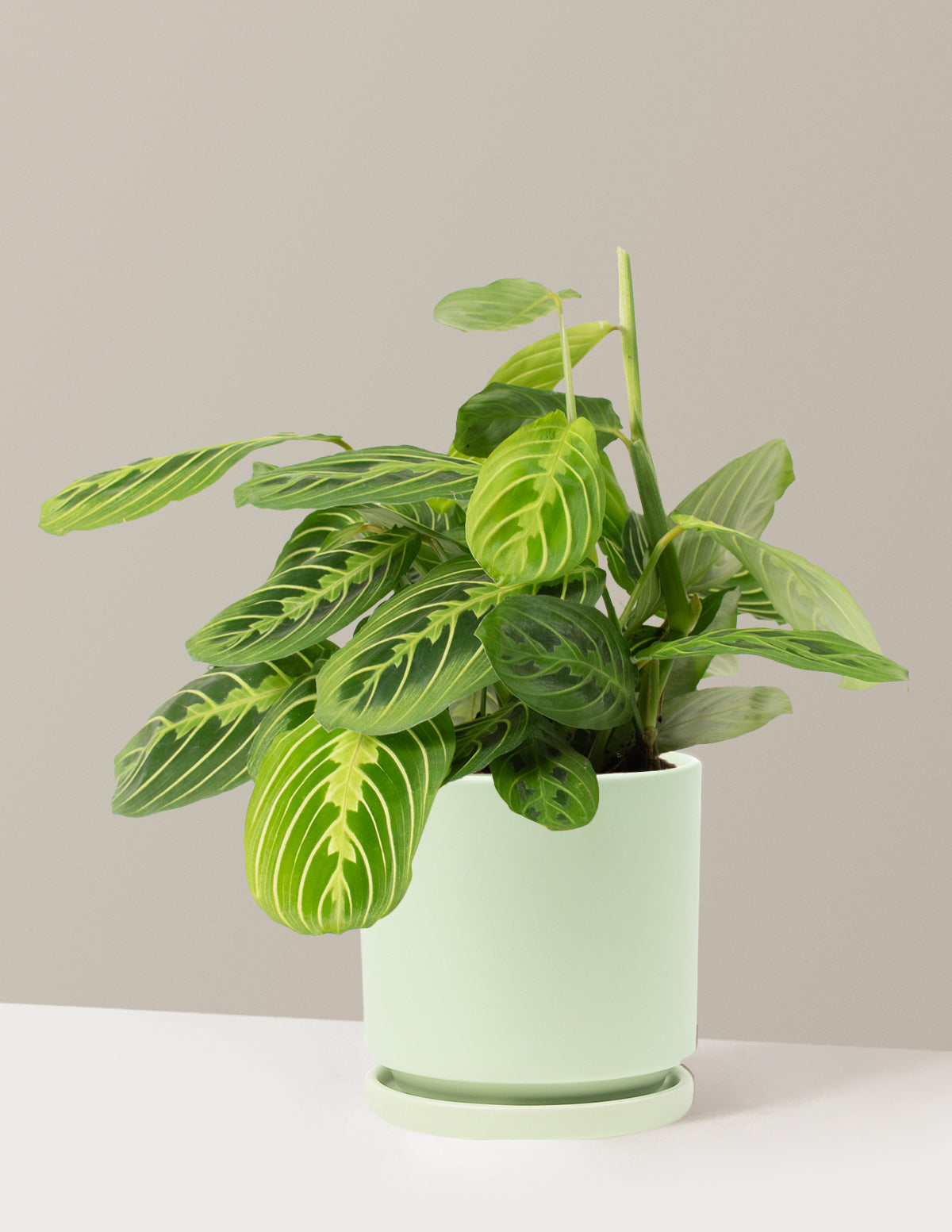 Lemon Lime Dua Çiçeği (Maranta leuconeura 'Lemon Lime')