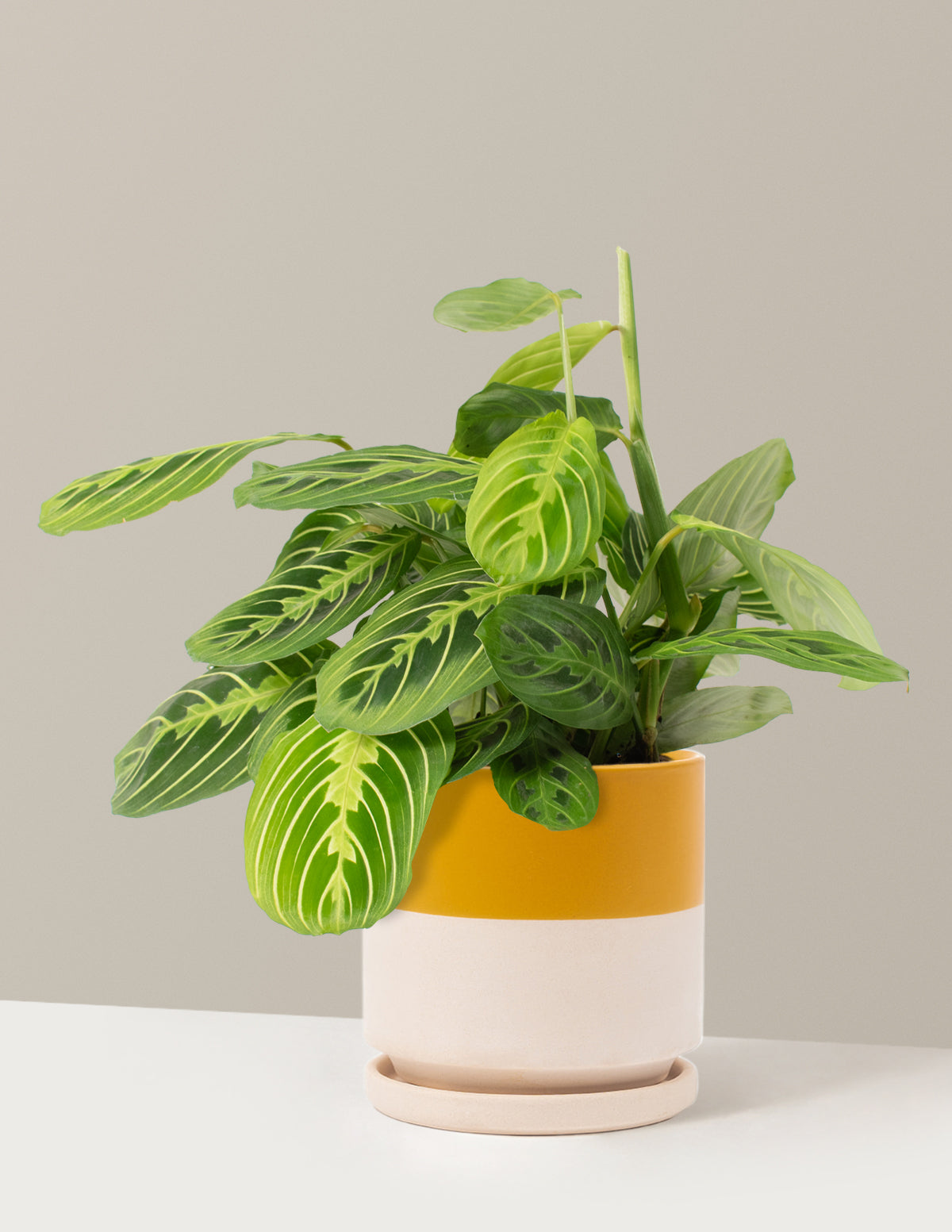 Lemon Lime Dua Çiçeği (Maranta leuconeura 'Lemon Lime')