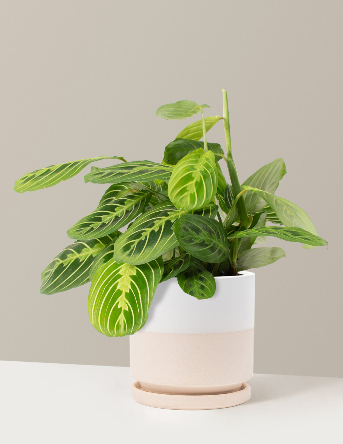 Lemon Lime Dua Çiçeği (Maranta leuconeura 'Lemon Lime')