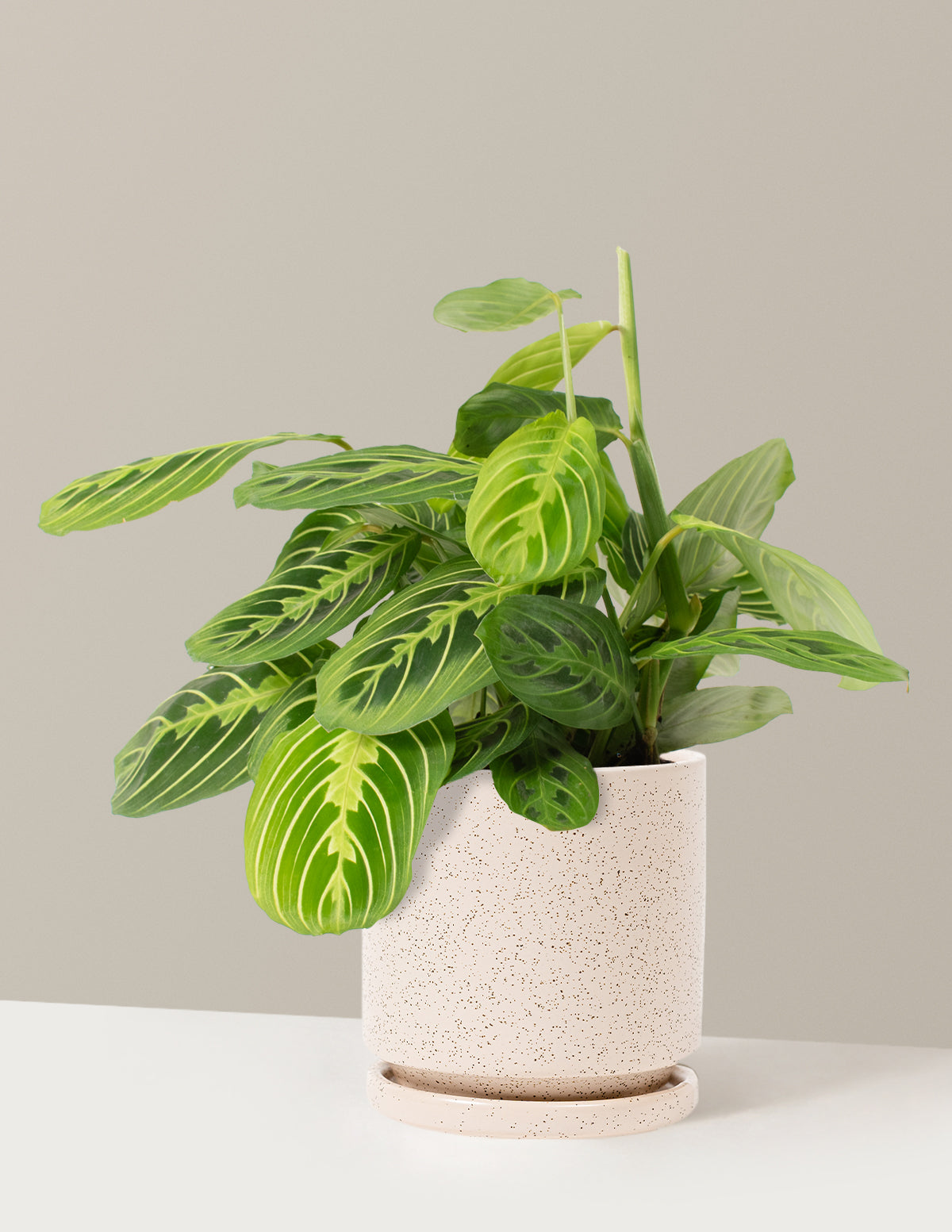 Lemon Lime Dua Çiçeği (Maranta leuconeura 'Lemon Lime')