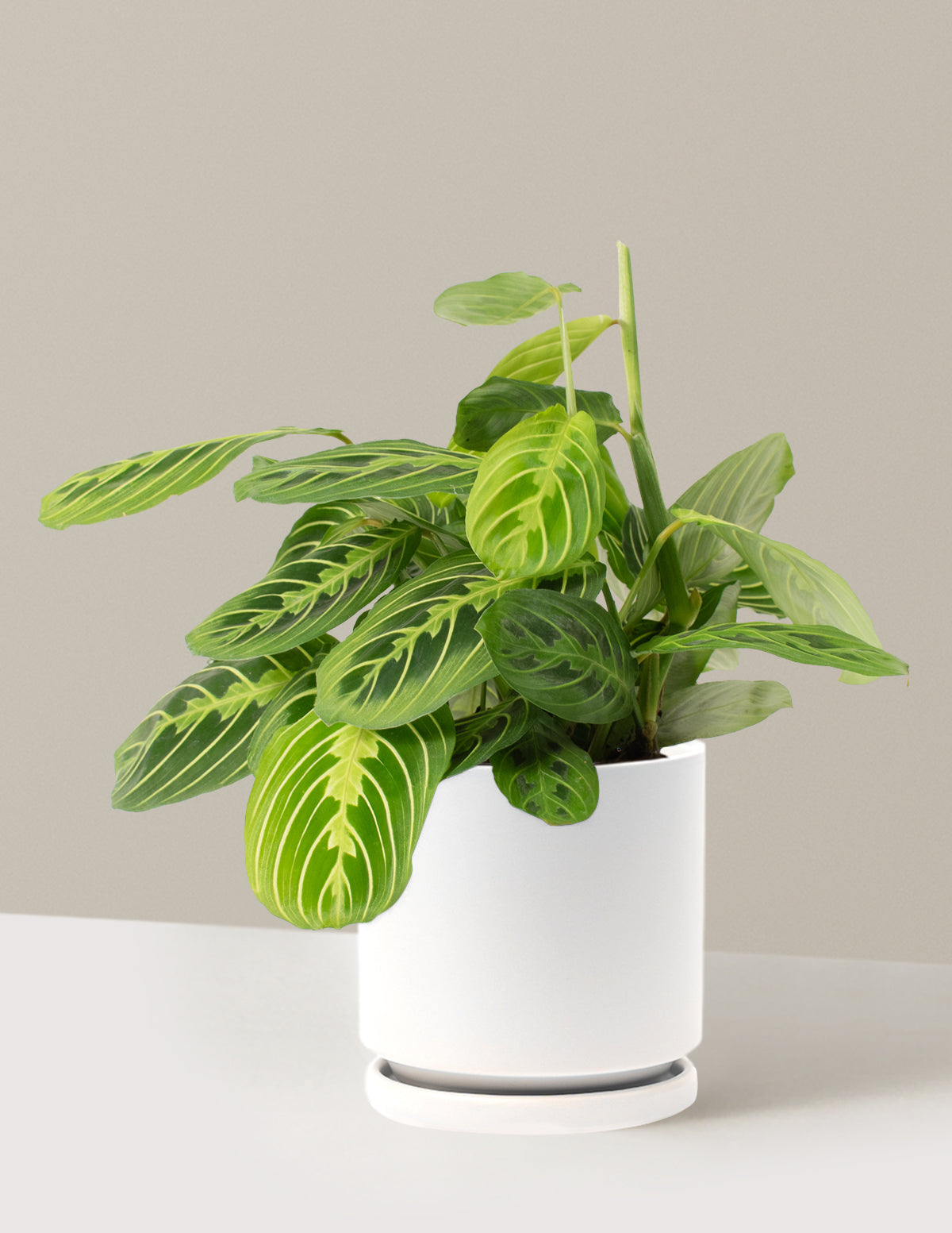 Lemon Lime Dua Çiçeği (Maranta leuconeura 'Lemon Lime')