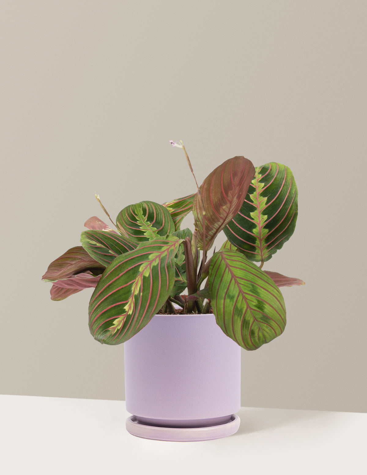Kırmızı Dua Çiçeği (Red Prayer Plant)