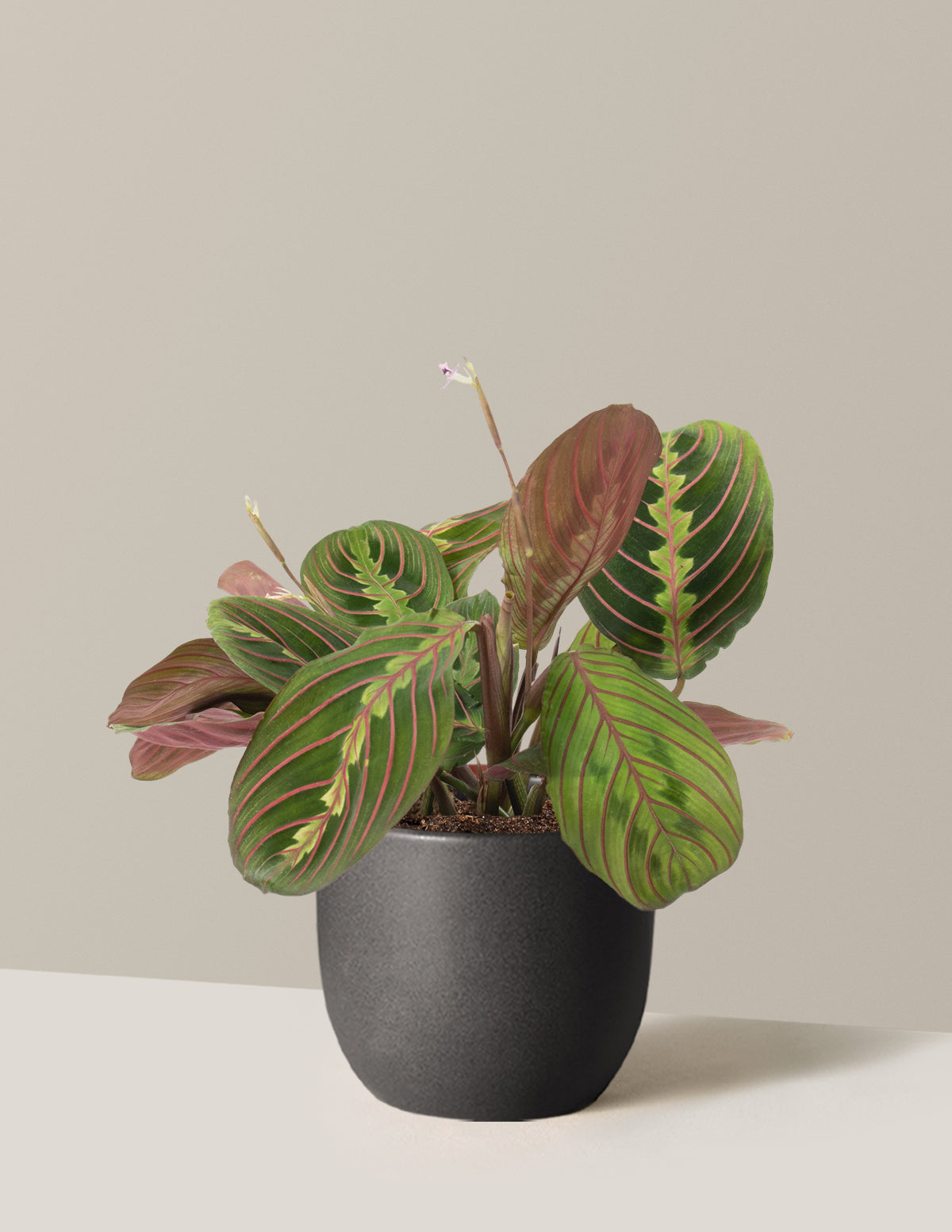 Kırmızı Dua Çiçeği (Red Prayer Plant)