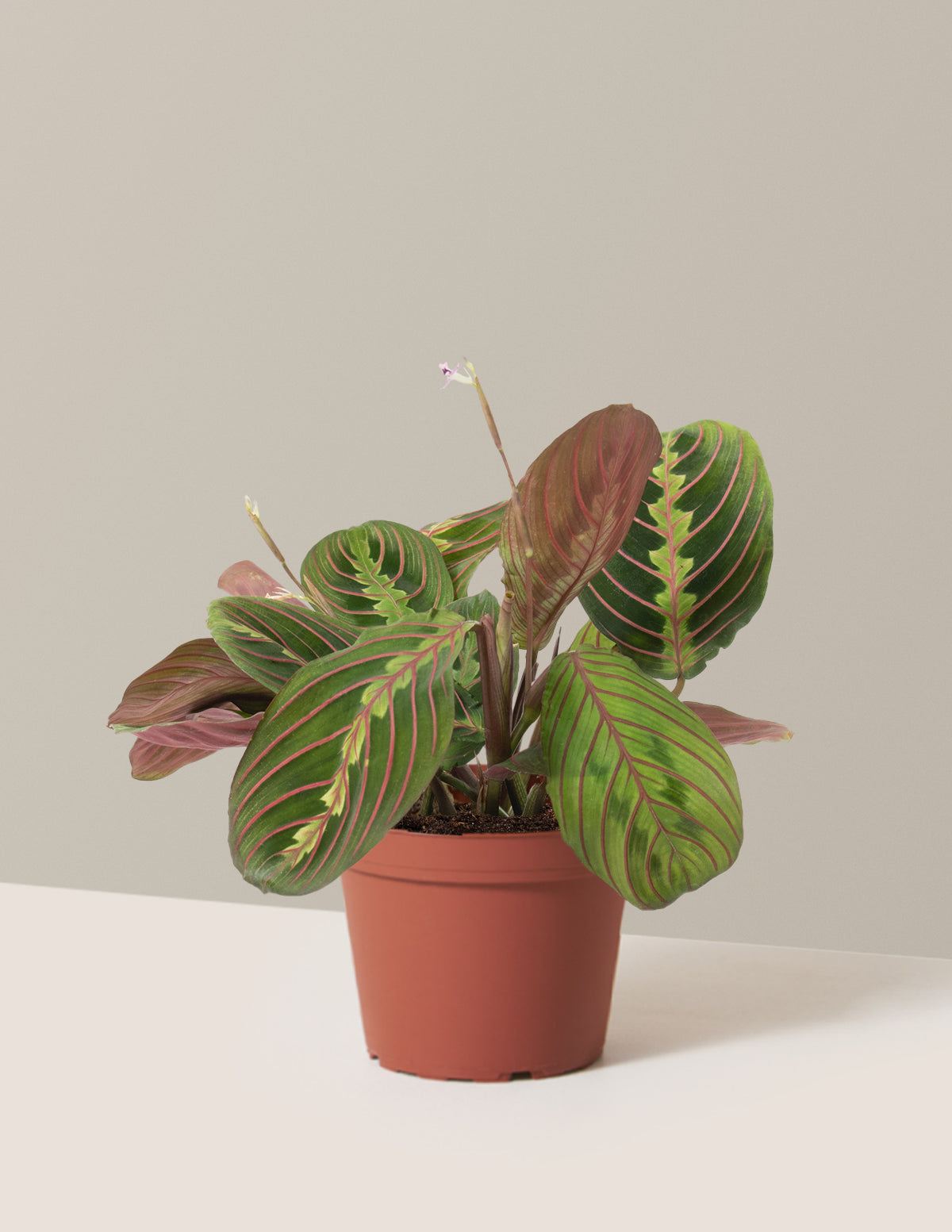 Kırmızı Dua Çiçeği (Red Prayer Plant)