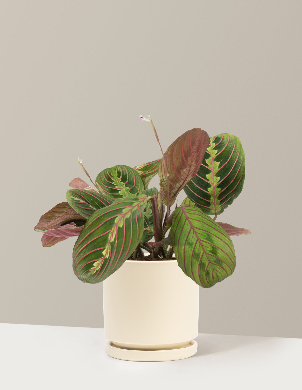 Kırmızı Dua Çiçeği (Red Prayer Plant)