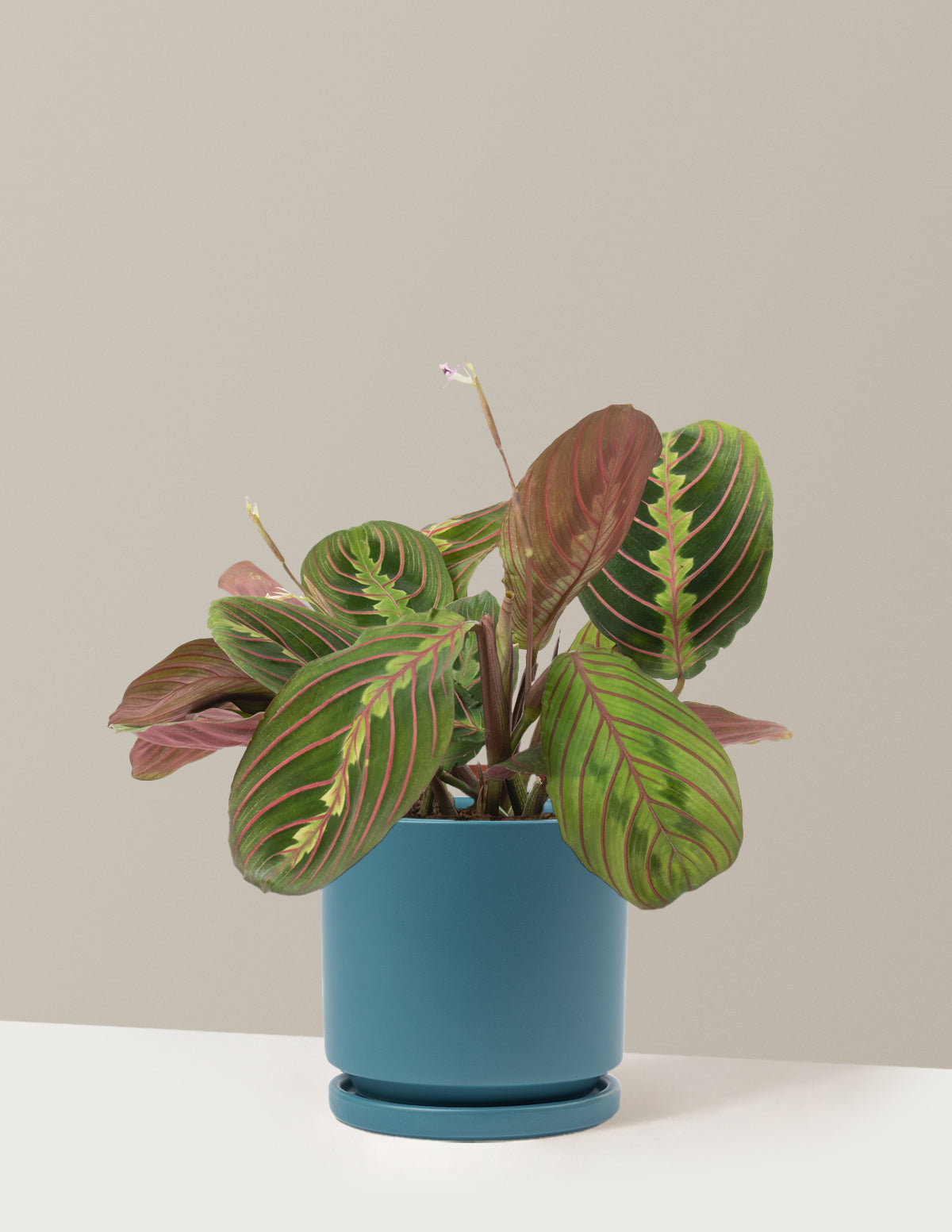 Kırmızı Dua Çiçeği (Red Prayer Plant)