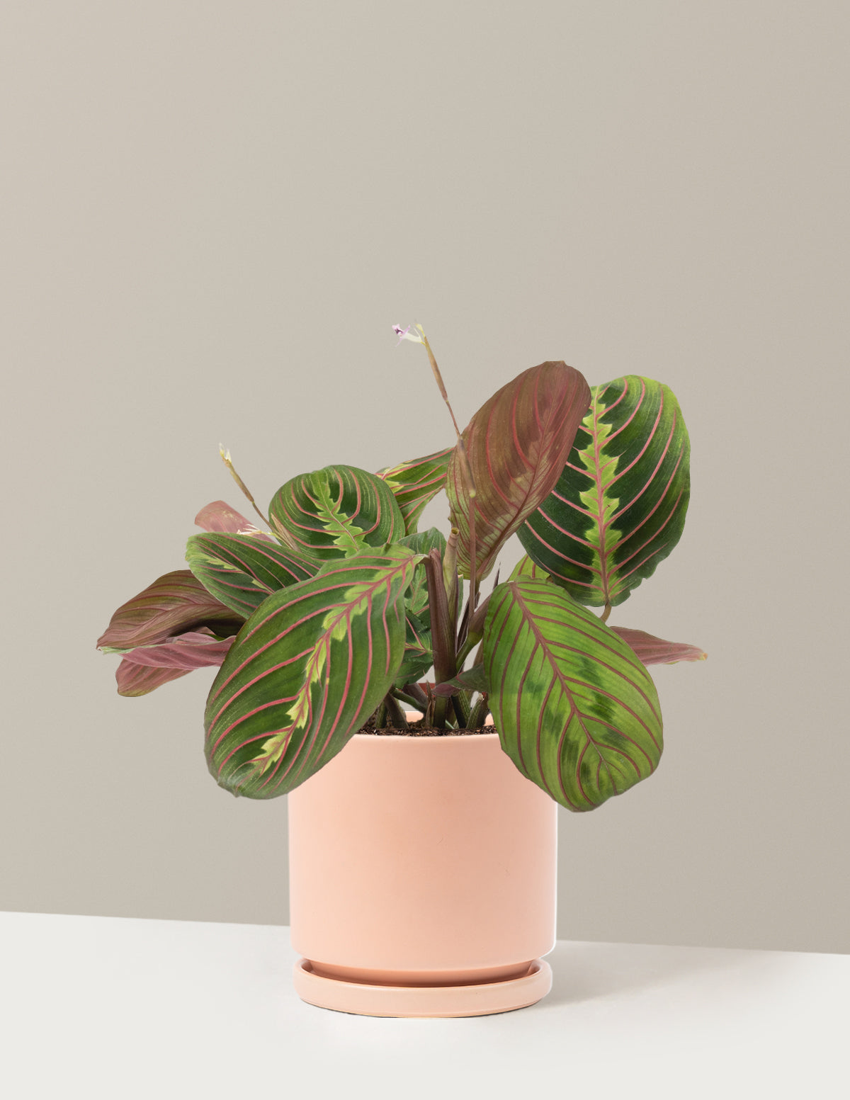 Kırmızı Dua Çiçeği (Red Prayer Plant)