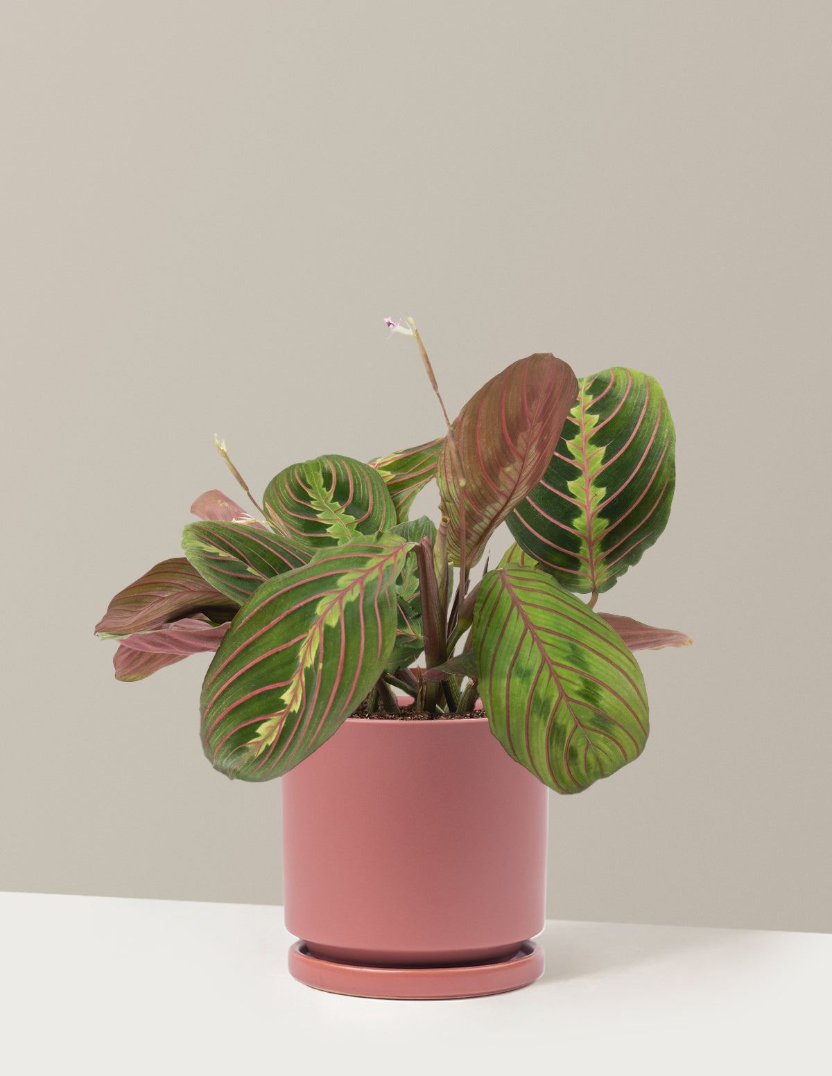 Kırmızı Dua Çiçeği (Red Prayer Plant)