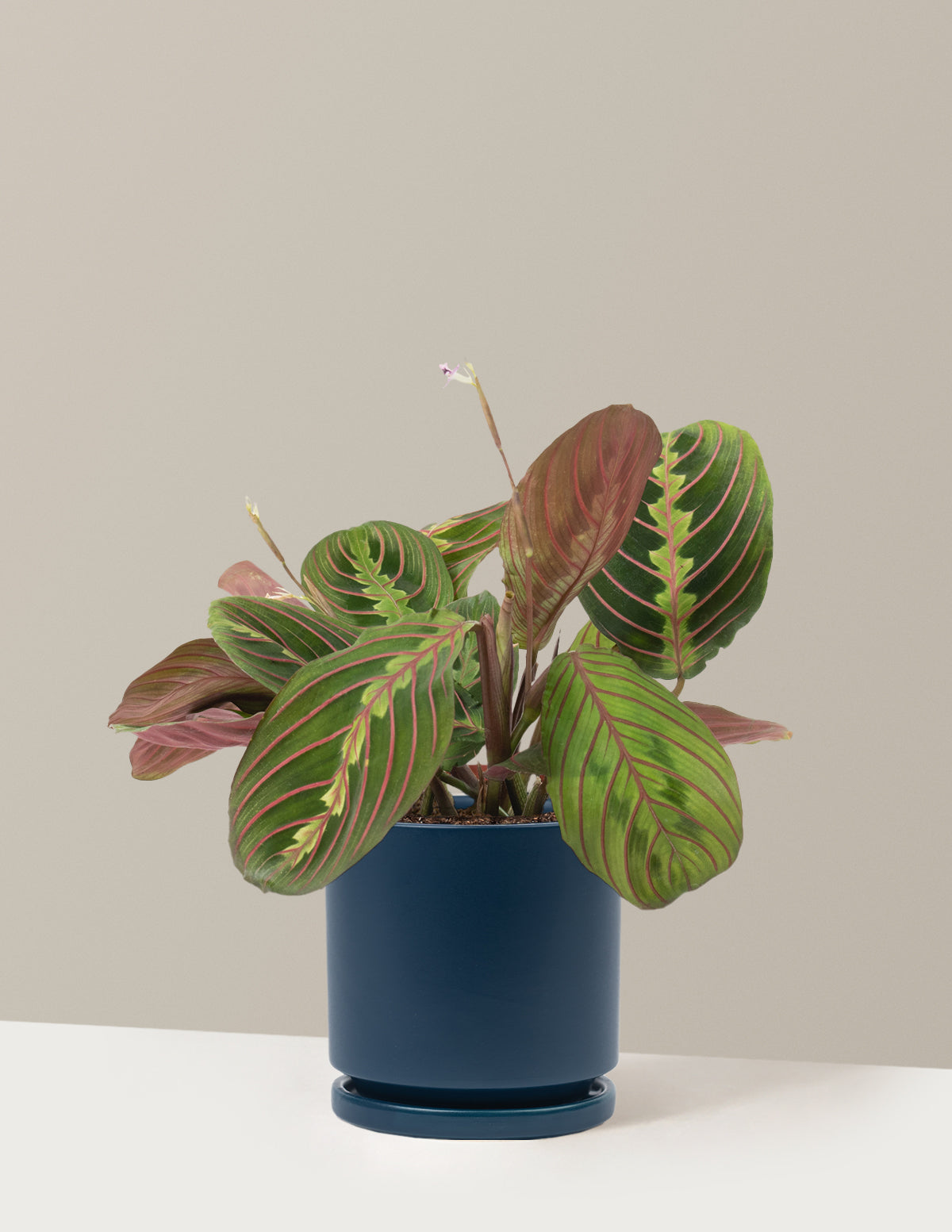 Kırmızı Dua Çiçeği (Red Prayer Plant)