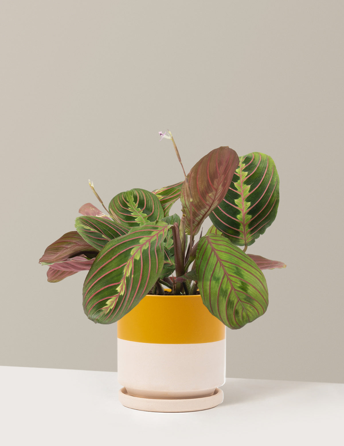 Kırmızı Dua Çiçeği (Red Prayer Plant)
