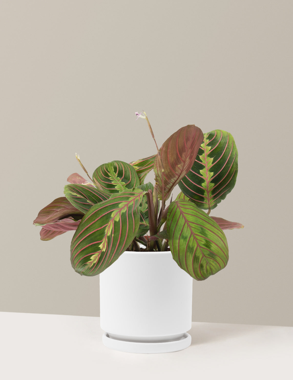 Kırmızı Dua Çiçeği (Red Prayer Plant)