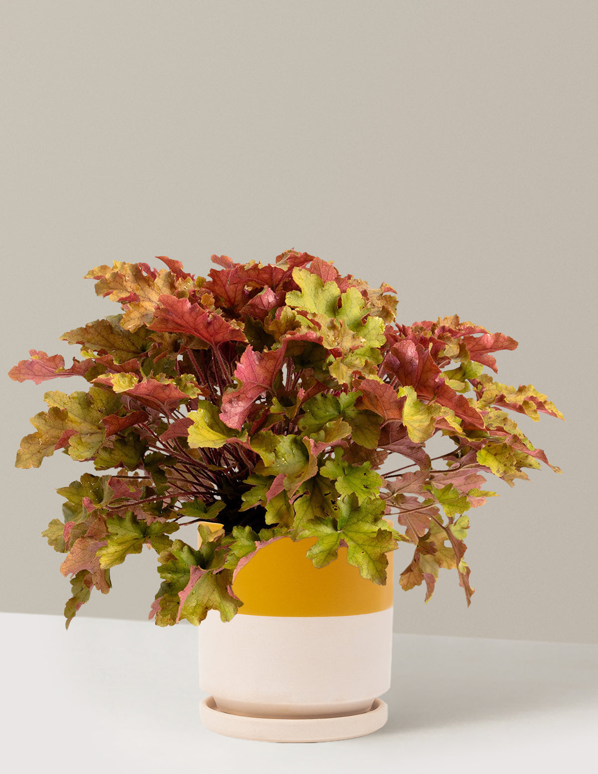 Marmalade Heuchera