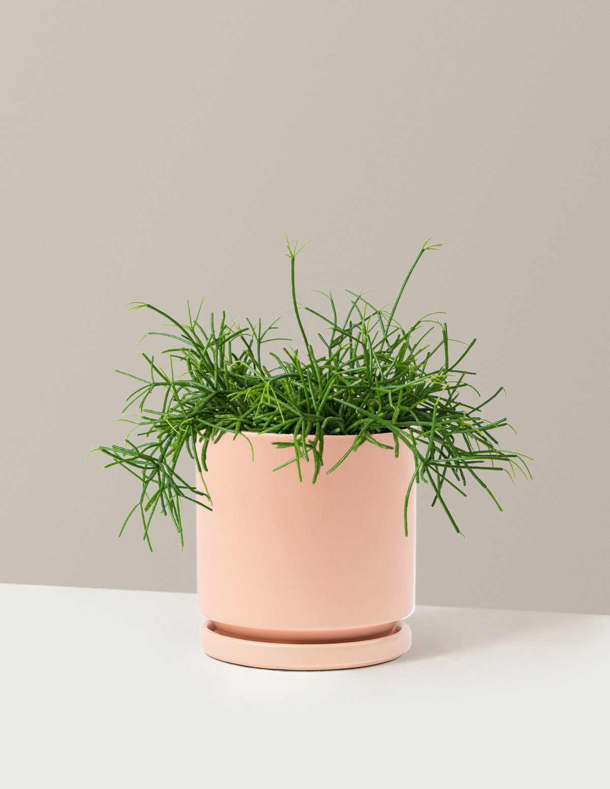Mistletoe Cactus (Rhipsalis baccifera)