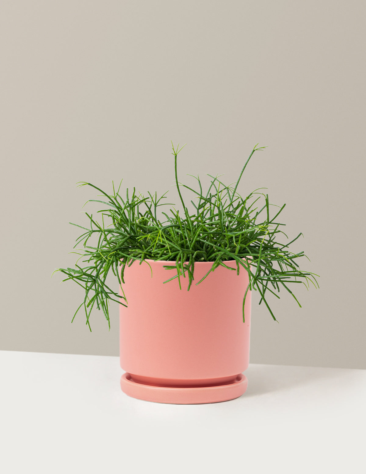 Mistletoe Cactus (Rhipsalis baccifera)
