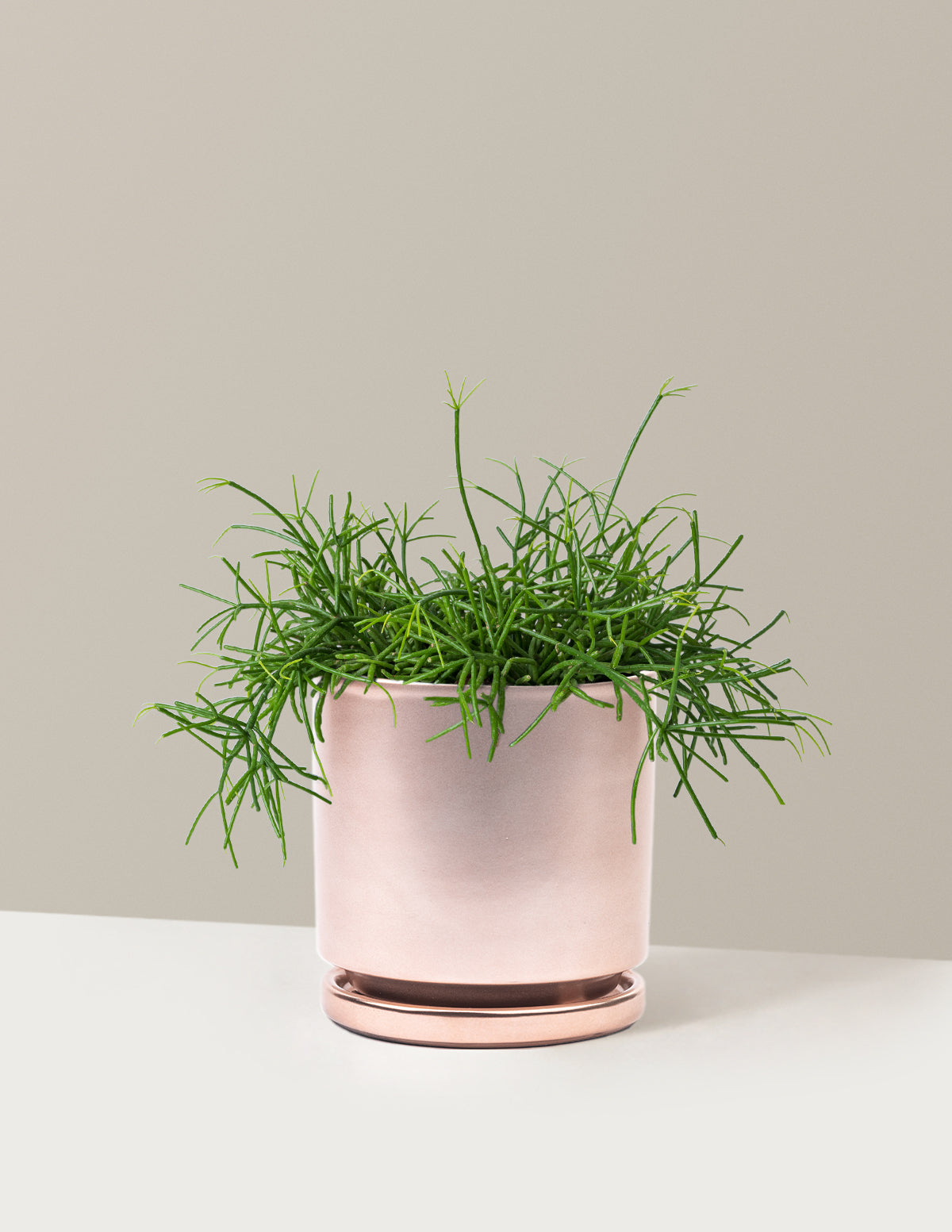 Mistletoe Cactus (Rhipsalis baccifera)